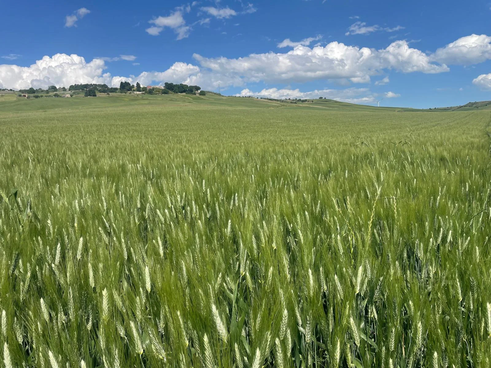 Campo di cereali sotto il cielo della Murgia