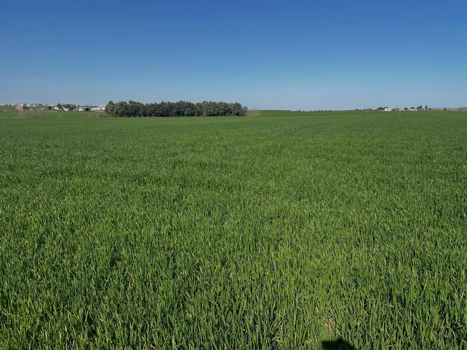 Campo verde coltivato nella Murgia pugliese