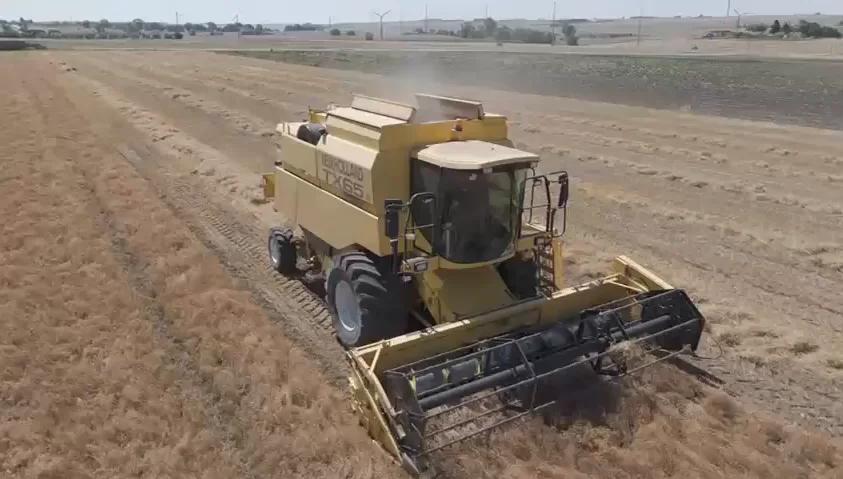 Mietitrebbia New Holland vista frontalmente durante la raccolta