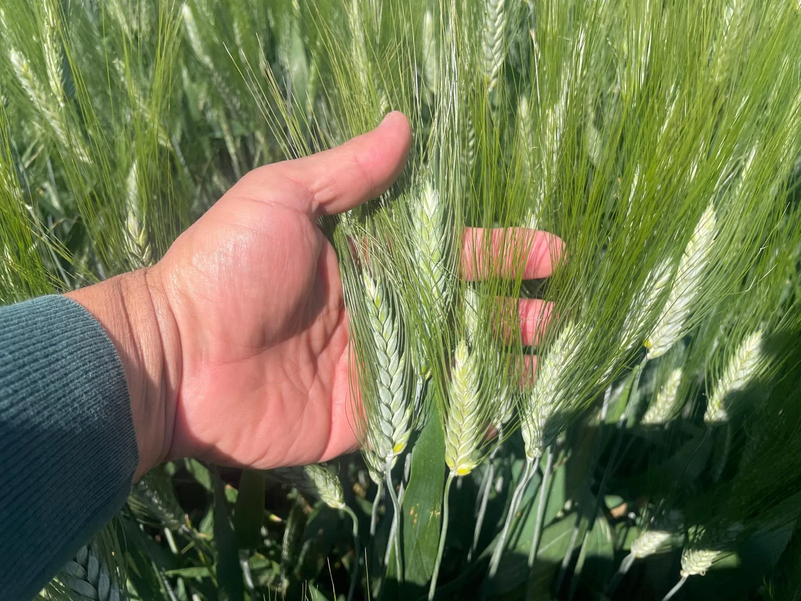 Controllo manuale delle spighe in campo